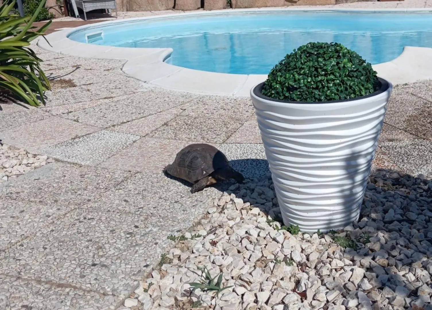 Bed & Breakfast Villa Majore Beb Con Piscina Privata Rena Majore Italië